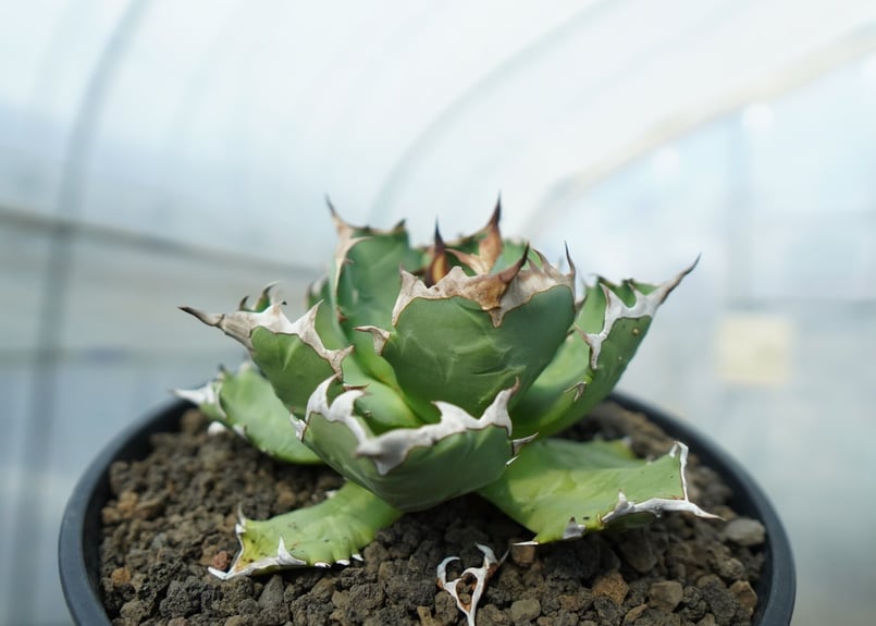 アガベ チタノタ ドワーフ agave titanota dwarf No.2 | mana