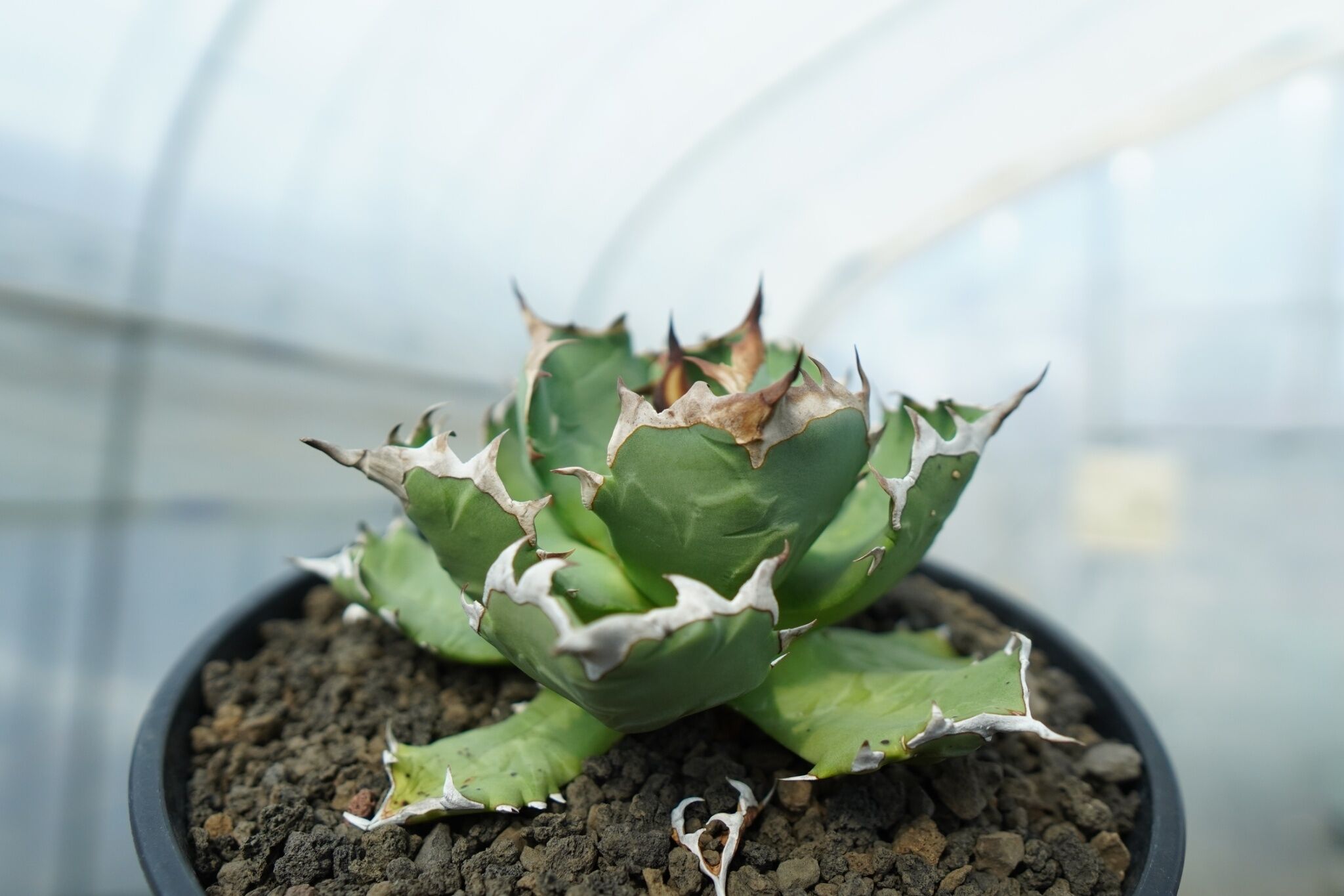 アガベ チタノタ ドワーフ agave titanota dwarf No.2 | mana