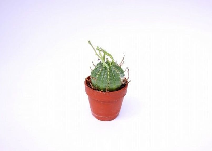 ユーフォルビアバリダ✳️群生 大株 スーパーバリダ オリジナル 4.5号