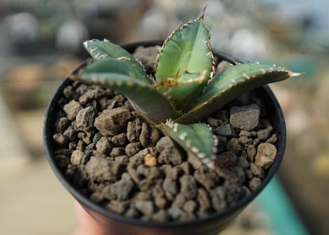 【オンライン限定】アガベ　チタノタ　FO-76　agave titanota  FO-76　No.3