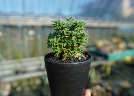 トリコディアデマ ステラツム　Trichodiadema stellatum  No.2