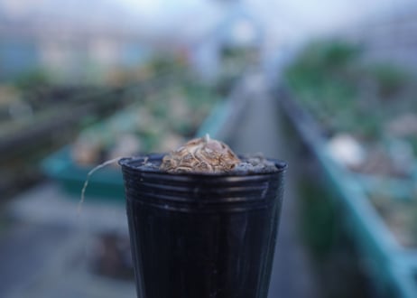 亀甲竜　Dioscorea elephantipes　No.5