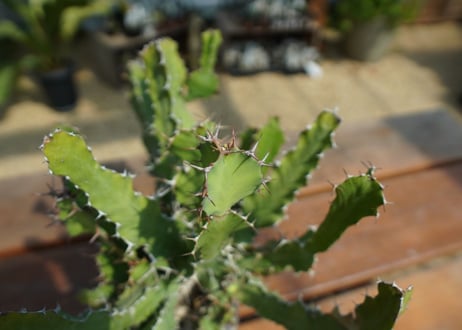 ユーフォルビア　オオマトイ  Euphorbia  triangularis