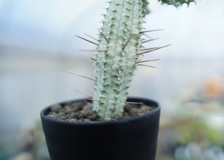 ユーフォルビア　ミルクトロン　Euphorbia mammillaris cv. variegat　No.3