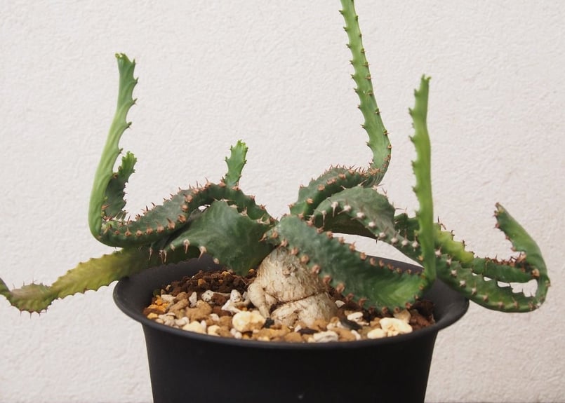 ユーフォルビア ステラータ Euphorbia stellata no.3 | mana's