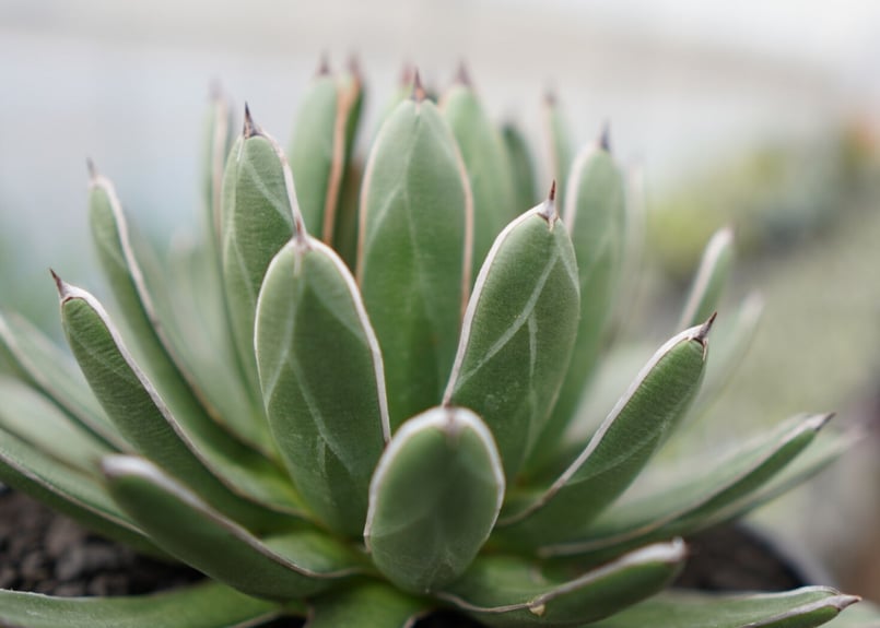 agave formosa '雪嶺' | mana's farm:塊根植物・アガベ