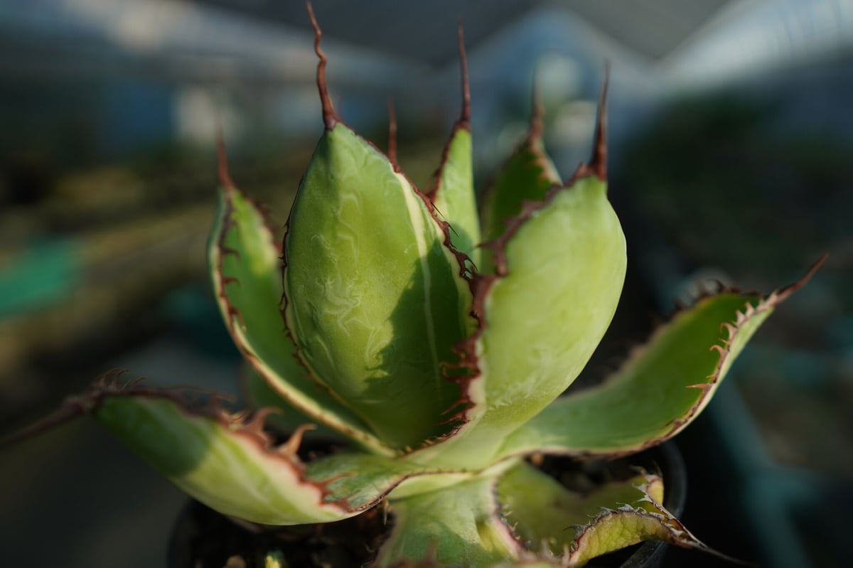 アガベ ボビコルヌータ 斑入り Agave bovicornuta Variegated |