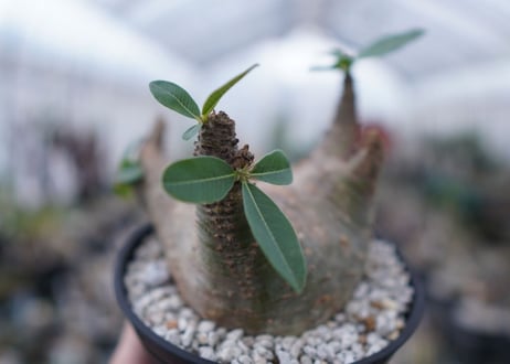 パキポディウム　マカイエンセ　Pachypodium Makayense　NO.5