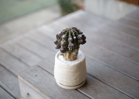サボテンフォルモーサ　Echinopsis subdenudata