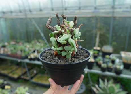 ケラリア　ピグマエア　Ceraria pygmaea No.3