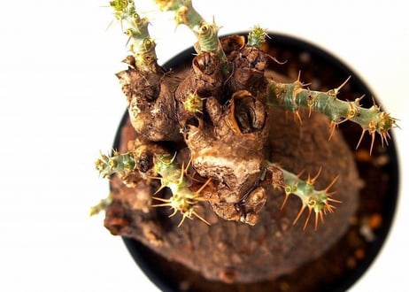 パキポディウム　ビスピノーサム　Pachypodium bispinosum