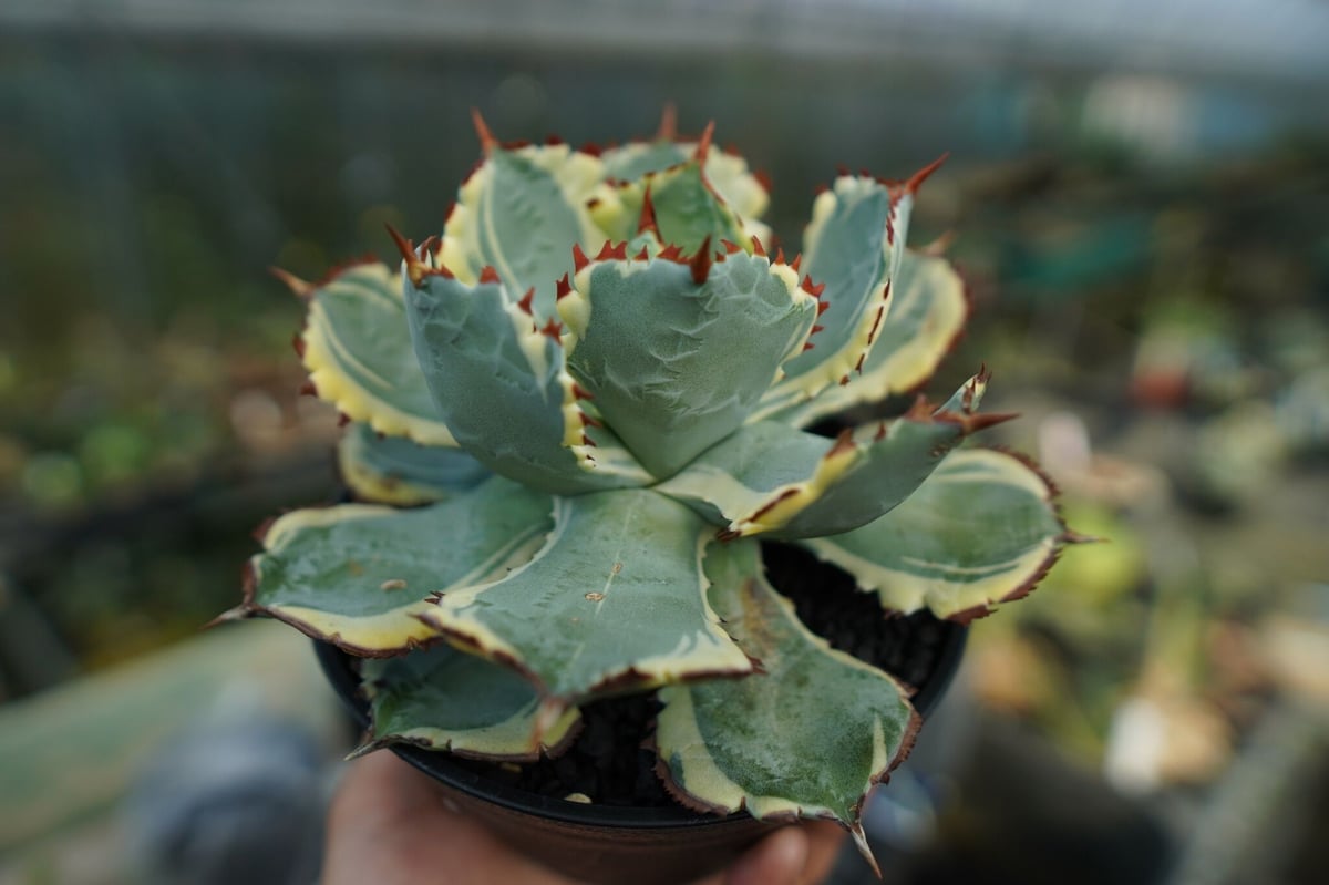 アガベ 兜蟹錦 連棘 Agave isthmensis “Kabutogani” varieg...