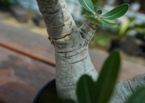 パキポディウム　エブレネウム　Pachypodium eburneum  No.2