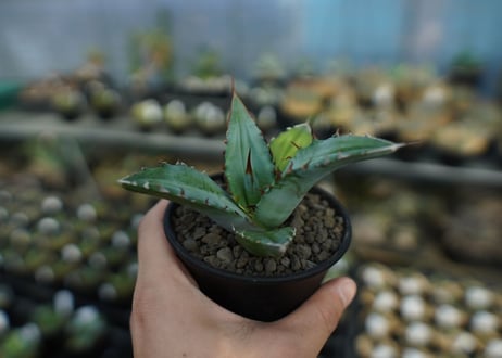 アガベ　チタノタ　Agave Titanota