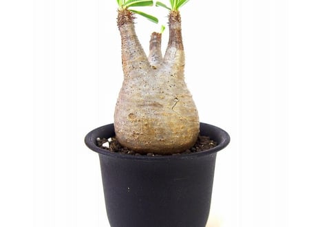Pachypodium Gracilius パキポディウム  グラキリス  №４ little