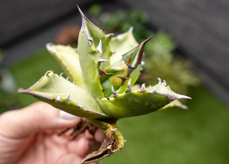 Agave Sowing seeds NO.6
