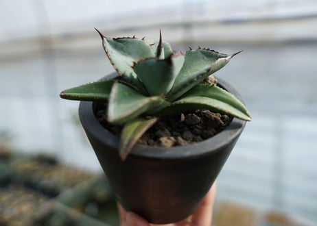 アガベ　チタノタ　ブルー　Agave Titanota Blue　No.1