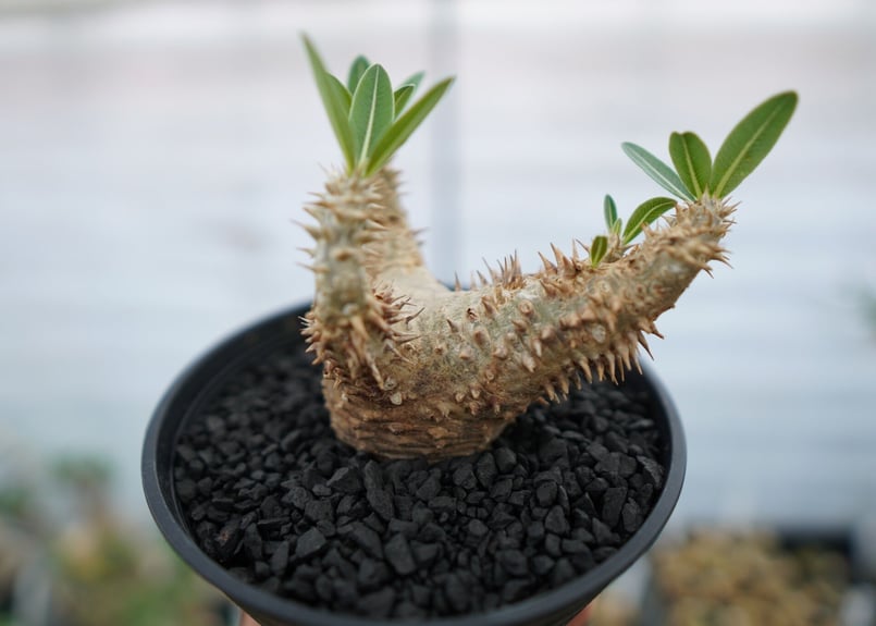 パキポディウム デンシフローラム Pachypodium densiflorum No.2 |