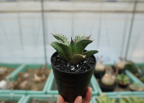 アガベ　チタノタ　FO-76　agave titanota  FO-76