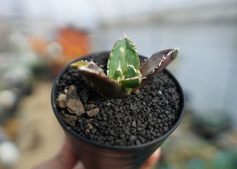 アガベ チタノタ 鬼爪雪峰 Agave titanota “Onitsume Yukimin