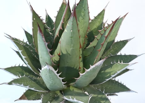 Agave purpusorum syn A horrida ssp perotensis