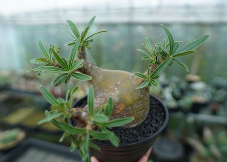 パキポディウム　グラキリス　 Pachypodium Gracilius  No.4