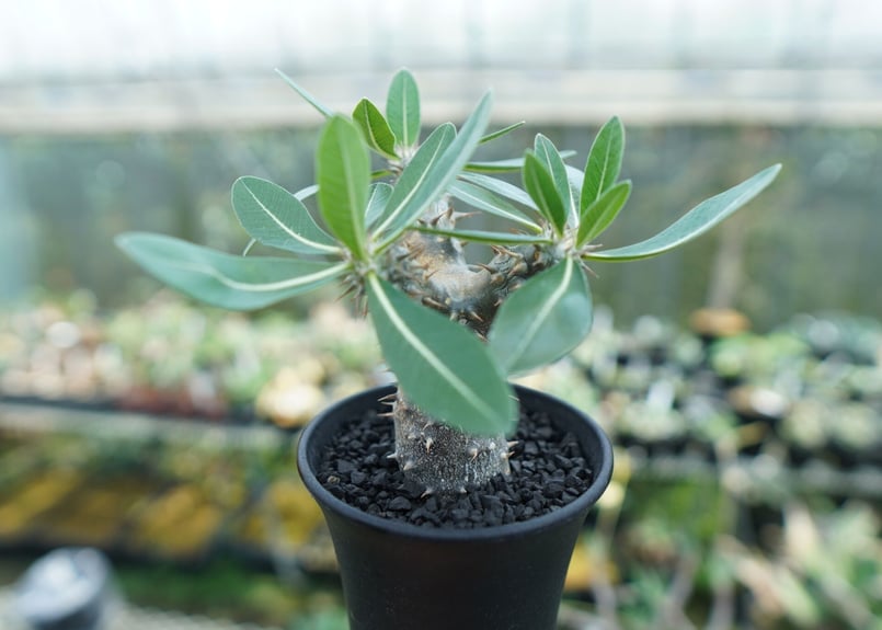 パキポディウム 伊藤ハイブリッド Pachypodium 'Itoh Hybrid' | ma
