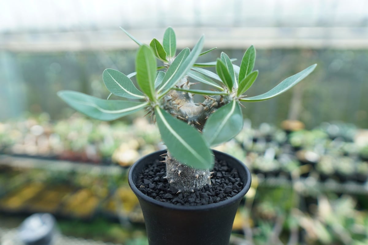 パキポディウム 伊藤ハイブリッド Pachypodium 'Itoh Hybrid' | ma