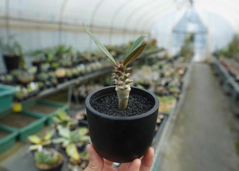パキポディウム バロニー Pachypodium baronii No.2 | mana's
