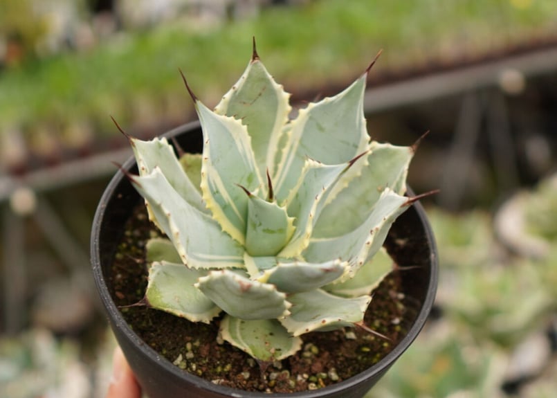 アガベ ポタトラム ペルシャフェルティー 怒雷神錦 NO.1 | mana's farm