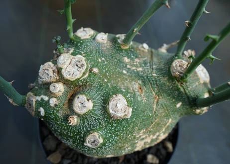 アデニア　グロボーサ　Adenia globosa