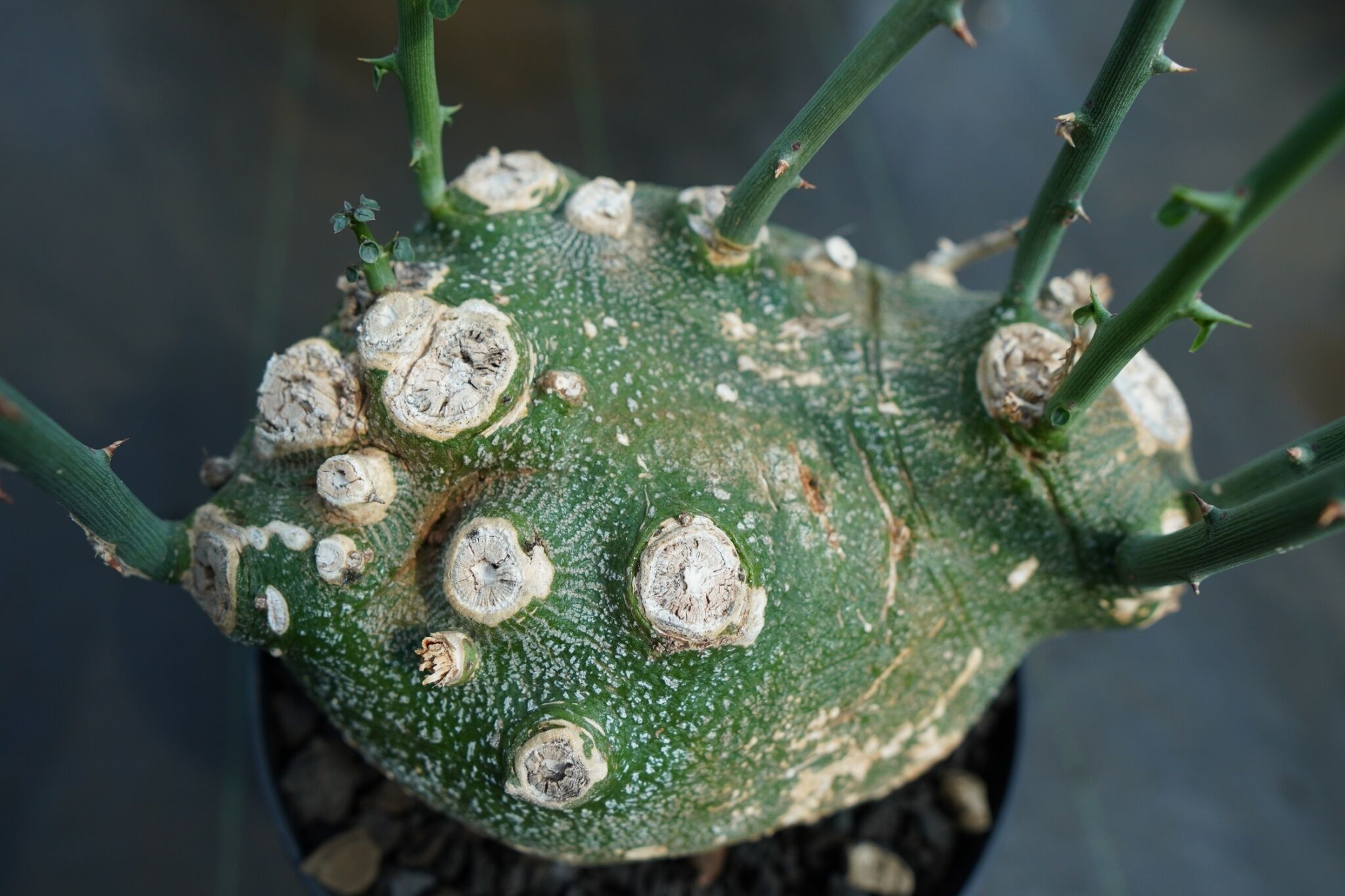 アデニア グロボーサ Adenia globosa | mana's farm:塊根植物・アガ