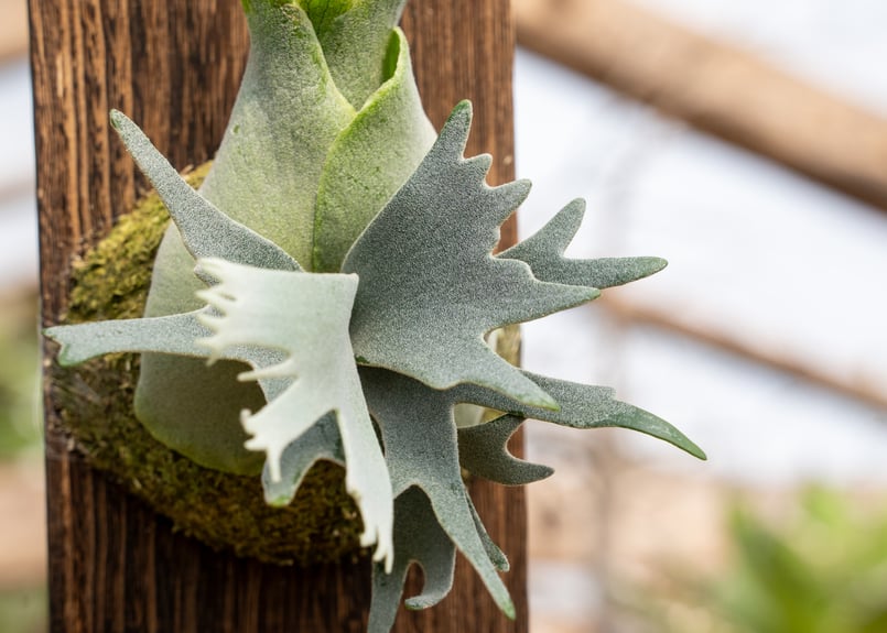 P. willinckii 'Jewel' (spore) | mana's farm:塊根植