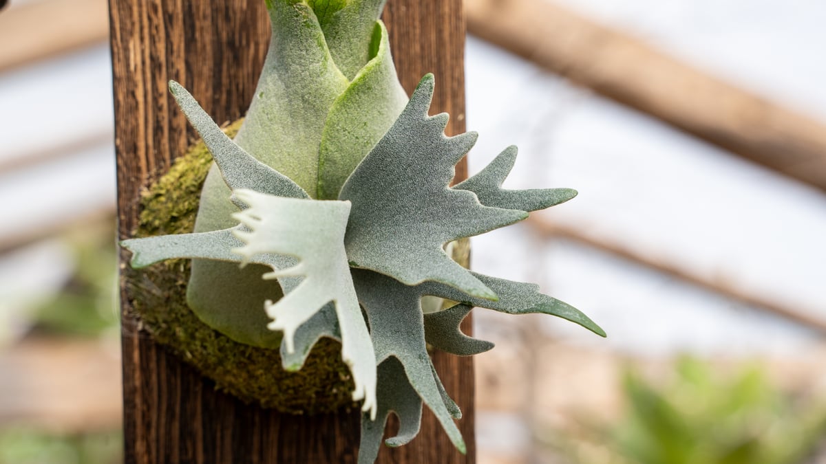 ビカクシダ　P.willinckii 'Jewel' ビカクシダ P.willinckii 'Jewel' sporeling#2 P.Jewel