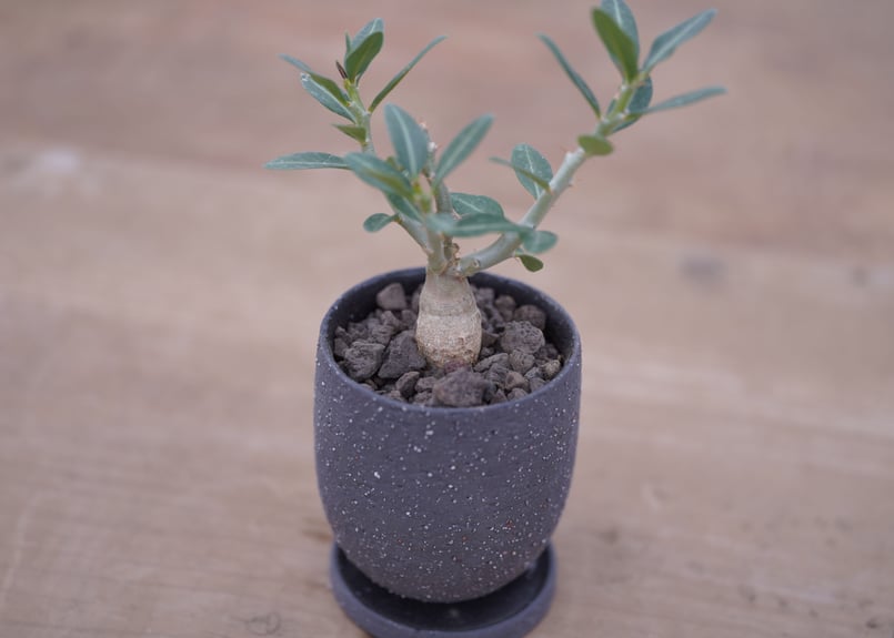 パキポディウム サキュレンタム Pachypodium succulentum | mana