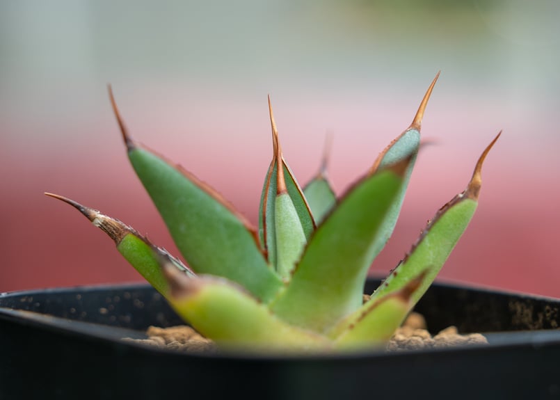 アガベ バーント バーガンディー | mana's farm:塊根植物・アガベ