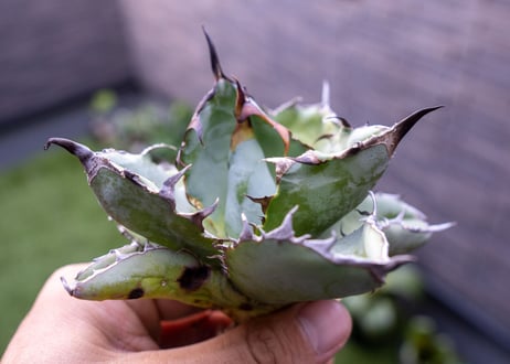 Agave B&B C NO.3