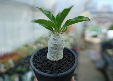 パキポディウム　サンデルシー　Pachypodeium saundersii  No.9