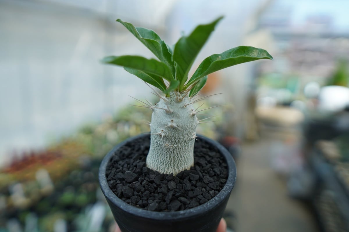 パキポディウム サンデルシー Pachypodeium saundersii No.9 |