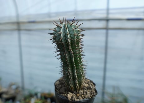 ユーフォルビア　ゼブラホリダ　Euphorbia horrida var. zebrina