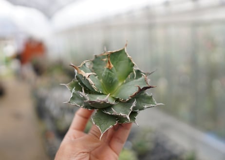 Agave titanota FO-76  D NO.1