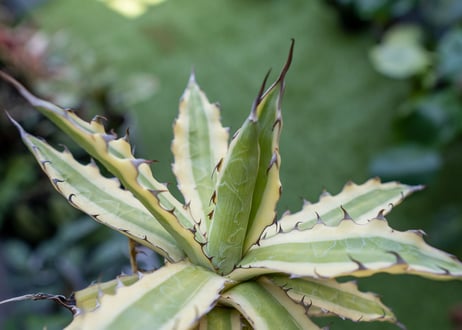 Agave xylonacantha “Frostbite”  NO.3     (G)