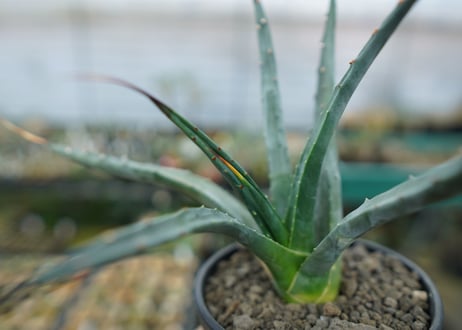 アガベ　ユタエンシス　Agave uthaensis