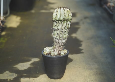 ユーフォルビア　ゼブラホリダ