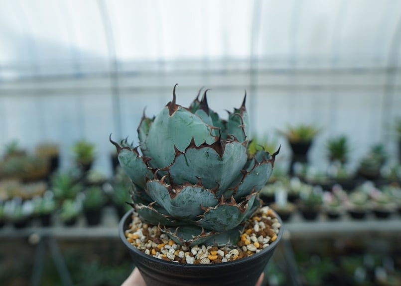 アガベ チタノタ ブラックアンドブルー Agave titanota black and