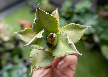 Agave Sowing seeds A NO.2