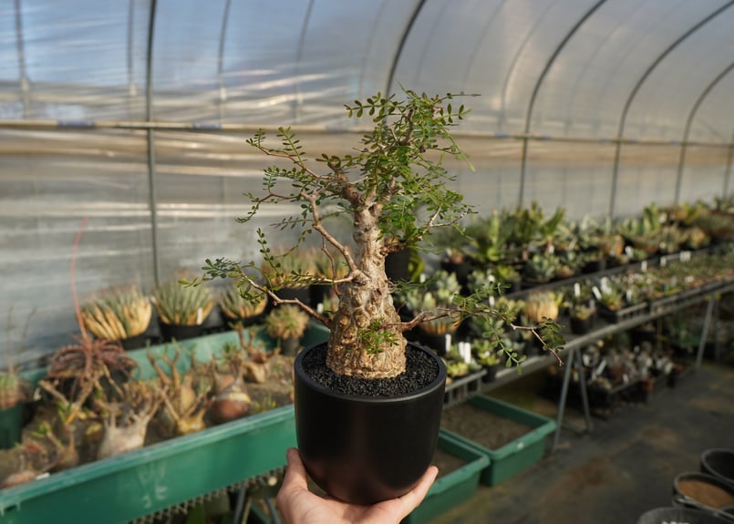 オペルクリカリア パキプス Operculicarya pachypus | mana's f