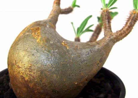 Pachypodium Gracilius パキポディウム  グラキリス  №4 new