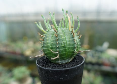 ユーフォルビア　バリダ　Euphorbia valida　No.7