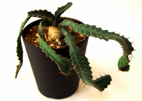 ユーフォルビア ステラータ 飛竜  Euphorbia stellata 10 未発根